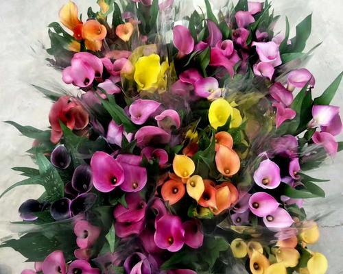 彩色马蹄莲的花语——绽放多彩生命之美（以彩色马蹄莲花为主题的花语探究与赏析）