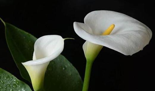 彩色马蹄莲的花语——绽放多彩生命之美（以彩色马蹄莲花为主题的花语探究与赏析）