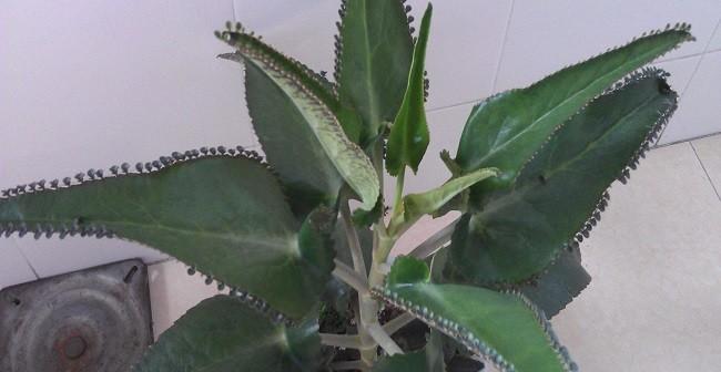 红枫摘心打顶的最佳时间是什么时候？具体操作步骤有哪些？