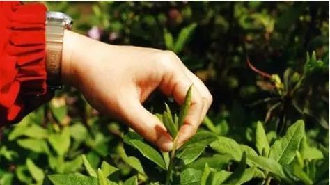 红枫摘心打顶的最佳时间是什么时候？具体操作步骤有哪些？