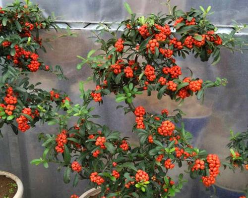 红枫摘心打顶的最佳时间是什么时候？具体操作步骤有哪些？