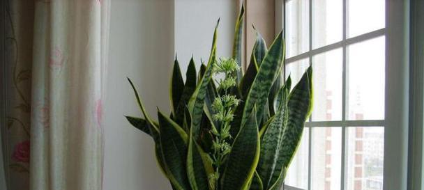 金边虎皮兰开花的寓意及其象征意义（探索金边虎皮兰的花语和心灵寄托）