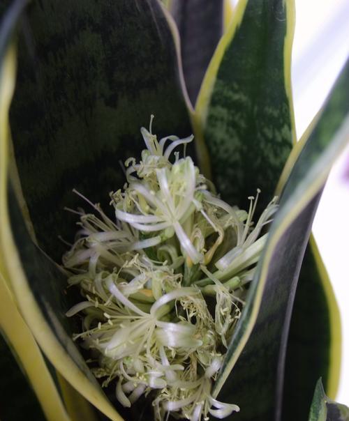 金边虎皮兰开花的寓意及其象征意义（探索金边虎皮兰的花语和心灵寄托）