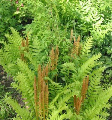 爬山虎属于蕨类植物吗？常见爬山虎分类误区解析？