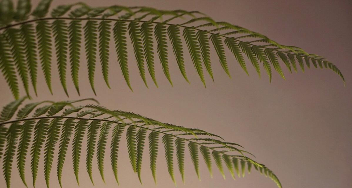 爬山虎属于蕨类植物吗?常见爬山虎分类误区解析?