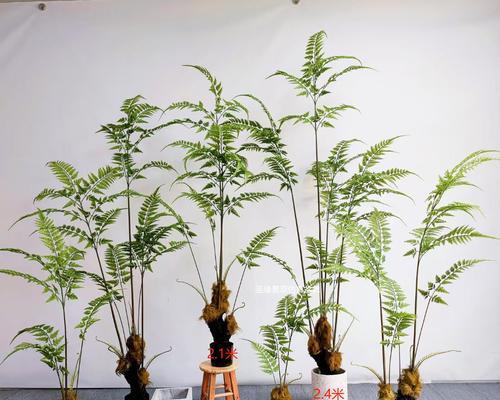 爬山虎属于蕨类植物吗？常见爬山虎分类误区解析？