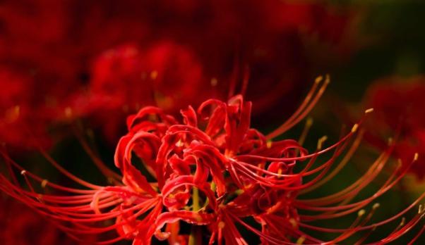 彼岸花(神秘而美丽的彼岸花) 彼岸花(神秘而美丽的彼岸花)