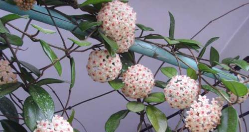 以球兰的花语（探秘以球兰的花语）