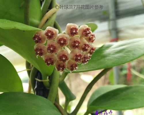 以球兰的花语（探秘以球兰的花语）