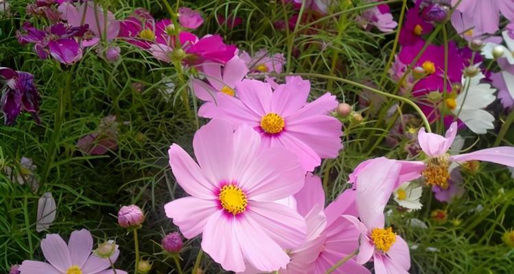 格桑花种植的最佳季节是什么时候？如何确保高成活率？