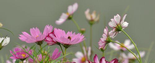 格桑花种植的最佳季节是什么时候?如何确保高成活率? 格桑花种植的最佳季节是什么时候?如何确保高成活率?