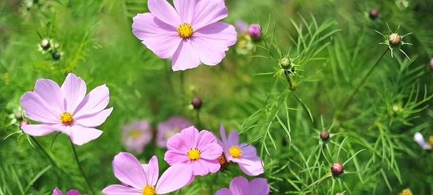 格桑花种植的最佳季节是什么时候?如何确保高成活率? 格桑花种植的最佳季节是什么时候?如何确保高成活率?
