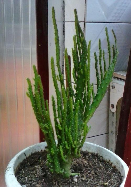 仙人球喜光吗?喜阴还是喜欢阳光?