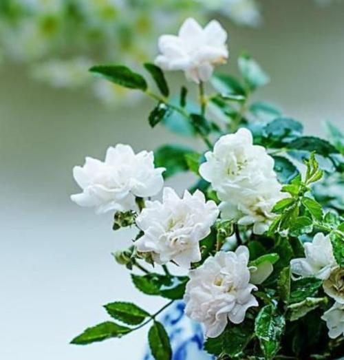 忘忧草的花语（爱与离别交织的情感之花——忘忧草的含义解析）