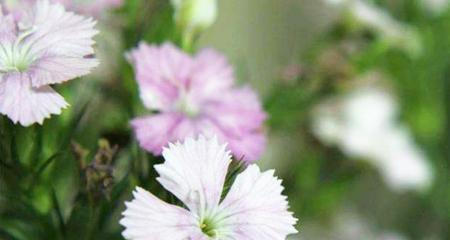 忘忧草的花语（爱与离别交织的情感之花——忘忧草的含义解析）