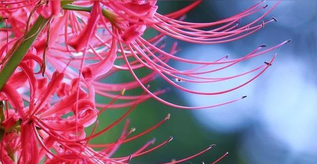 忘忧草的花语（爱与离别交织的情感之花——忘忧草的含义解析）