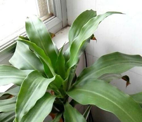 龙须树对光照的需求是什么?喜光照还是喜阴凉? 龙须树对光照的需求是什么?喜光照还是喜阴凉?