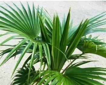 龙须树对光照的需求是什么?喜光照还是喜阴凉?