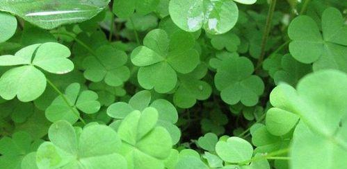四叶草花语与寓意（探索四叶草的幸运魔力）