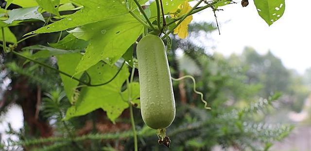 丝瓜浇水的正确方法是什么?如何确保丝瓜健康生长? 丝瓜浇水的正确方法是什么?如何确保丝瓜健康生长?