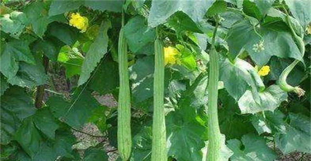 丝瓜浇水的正确方法是什么?如何确保丝瓜健康生长? 丝瓜浇水的正确方法是什么?如何确保丝瓜健康生长?