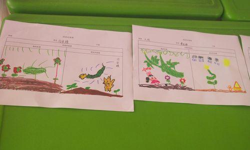 丝瓜浇水的正确方法是什么?如何确保丝瓜健康生长?