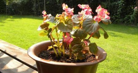 四季海棠花蔫了怎么办?如何快速恢复其生机? 四季海棠花蔫了怎么办?如何快速恢复其生机?