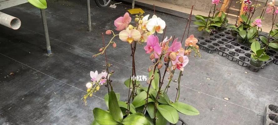 实生苗的意义与培育技巧（以实生苗培育为基础打造绿色环保的未来）