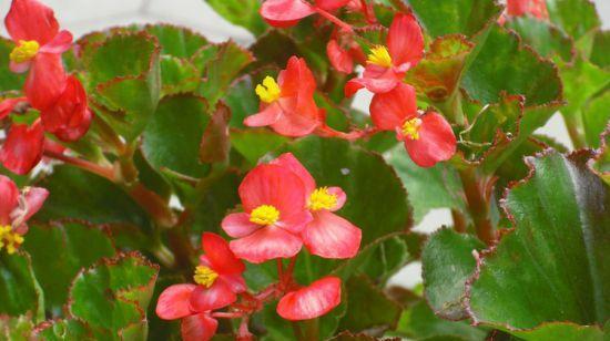 四季海棠花蔫了怎么办?如何快速恢复其生机?