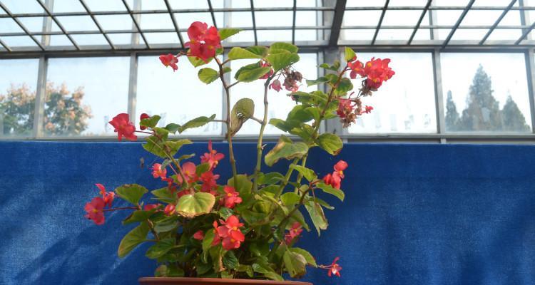 四季海棠花蔫了怎么办?如何快速恢复其生机? 四季海棠花蔫了怎么办?如何快速恢复其生机?