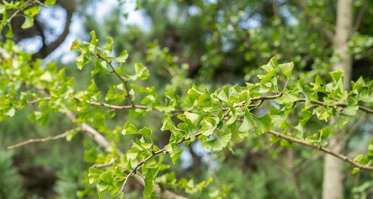 银杏树的花颜色形状是什么?如何识别银杏树的花? 银杏树的花颜色形状是什么?如何识别银杏树的花?