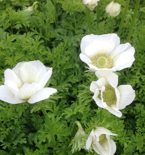 银杏树的花颜色形状是什么?如何识别银杏树的花? 银杏树的花颜色形状是什么?如何识别银杏树的花?