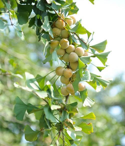 银杏树的花颜色形状是什么?如何识别银杏树的花?