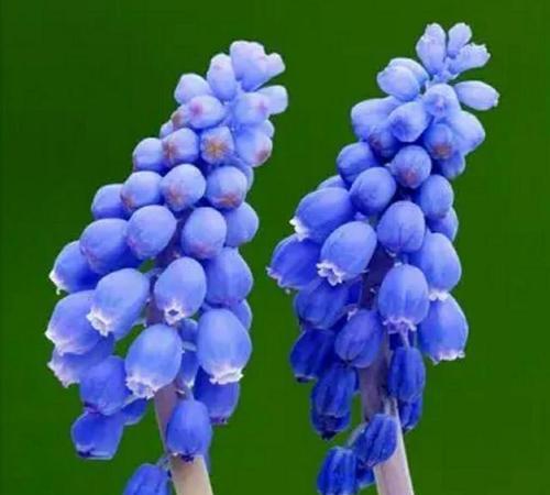 风信子花语和寓意的丰富多彩（以风信子花语探寻各色风信子的情感内涵）
