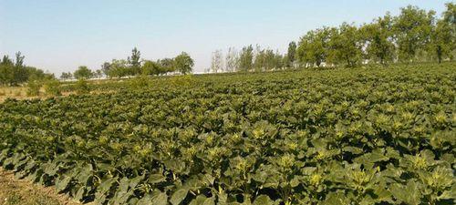 油葵什么时候种植最佳？种植方法有哪些常见问题？