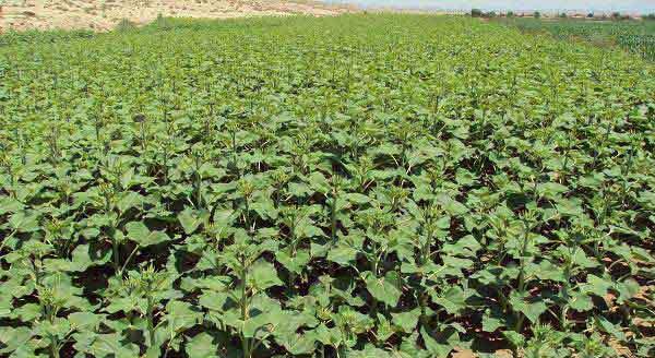 油葵什么时候种植最佳？种植方法有哪些常见问题？