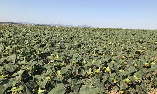 油葵什么时候种植最佳？种植方法有哪些常见问题？