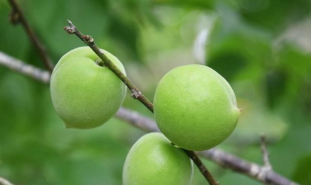 青梅什么时候成熟上市?最佳上市季节是几月份? 青梅什么时候成熟上市?最佳上市季节是几月份?