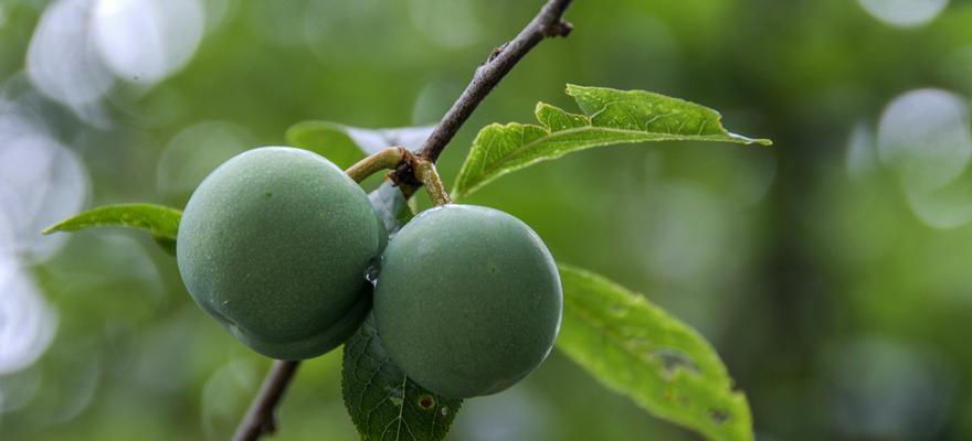 青梅什么时候成熟上市?最佳上市季节是几月份?