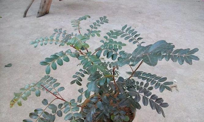 清香木叶子下垂怎么办?如何快速恢复植物健康状态? 清香木叶子下垂怎么办?如何快速恢复植物健康状态?