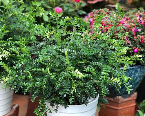 清香木叶子下垂怎么办?如何快速恢复植物健康状态? 清香木叶子下垂怎么办?如何快速恢复植物健康状态?