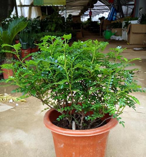 清香木叶子下垂怎么办？如何快速恢复植物健康状态？