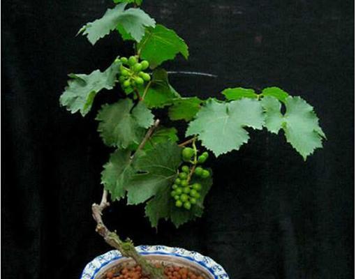 葡萄几年开花结果？如何正确管理葡萄园以促进开花结果？