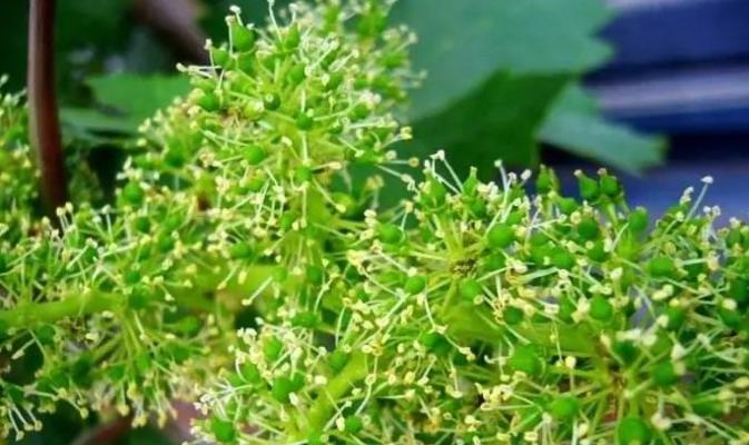 葡萄几年开花结果？如何正确管理葡萄园以促进开花结果？