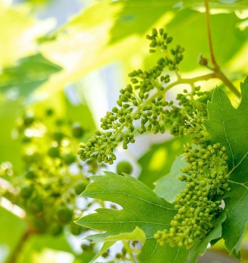 葡萄几年开花结果？如何正确管理葡萄园以促进开花结果？