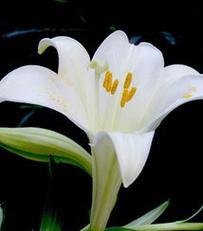 水百合的花语(解读水百合花的深层寓意)