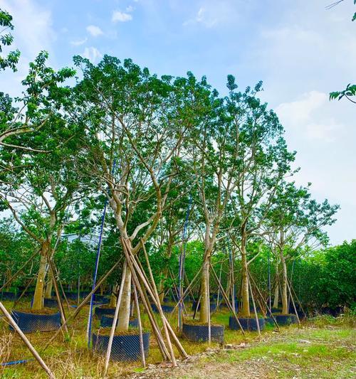 铁树生长温度是多少度?如何为铁树创造适宜的环境? 铁树生长温度是多少度?如何为铁树创造适宜的环境?