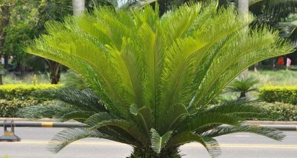 铁树生长温度是多少度?如何为铁树创造适宜的环境? 铁树生长温度是多少度?如何为铁树创造适宜的环境?