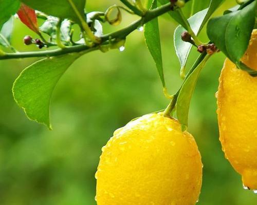 柠檬皮是否可以食用？安全吃柠檬的正确方法是什么？