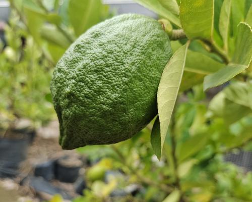 柠檬皮是否可以食用？安全吃柠檬的正确方法是什么？